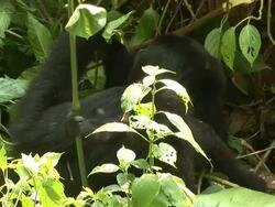 A gorilla and its cub picking plants for food Stock Footage