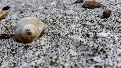 CRAB IN A SNAIL IN THE SAND Stock Footage