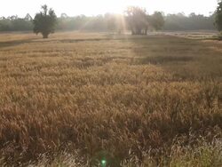 Golden rice field Stock Footage