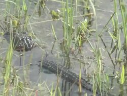Young alligator 1 Stock Footage
