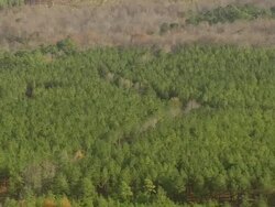 WS AERIAL View of Ginkgo Plantation (probably not Ginkgo trees) / South Carolina, United States Stock Footage