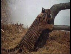 Rare tiger cub born at National Zoo Washington DC News Clip