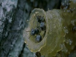 CU Bees nest on the side of a tree, Botswana, Africa Stock Footage