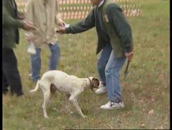 ITALY: TRUFFLE HUNTING COMPETITION News Clip