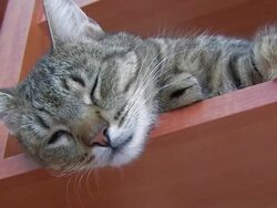 Sleepy Kitty Cat Stock Footage