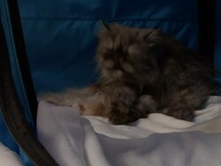 A cat grooms her paws. Stock Footage