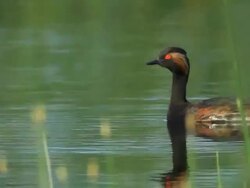 CU Shot of Black necked Grebe (Podiceps nigricollis), swimming in pond / Tulcea, Danube Delta, Romania Stock Footage