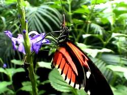 Butterfly eating (Heliconius erato) Stock Footage