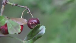 Garden spider on a web News Clip