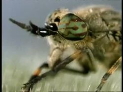 BCU Head of fly as it grooms, UK Stock Footage