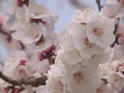 Spring flowering cherry Stock Footage