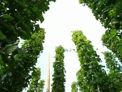 HD Hop Garden Against Sky Tracking Shot Stock Footage