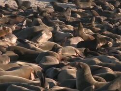 Cape fur seals (Arctocephalus pusillus) massed on beach, Cape Cross, Namibia Stock Footage