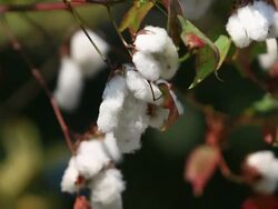 Cotton Field Stock Footage