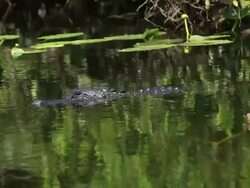 Alligator Stock Footage