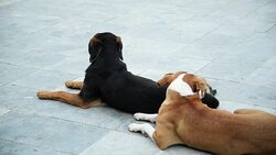 Stray dogs. Stock Footage