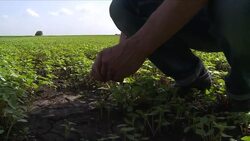 VOICED : Ucrania el granero de Europa News Clip