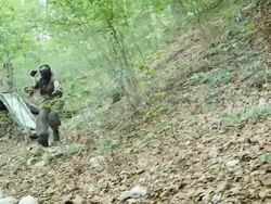 Paintball Player Sliding And Running Stock Footage