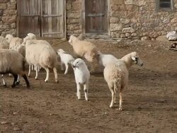 Sheeps Stock Footage