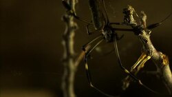 An orb-weaver spider stretches silk threads with its legs to build a web. Stock Footage