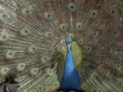 Peacock (Pavo cristatus) male displays, UK Stock Footage