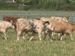 Cows out to pasture Stock Footage