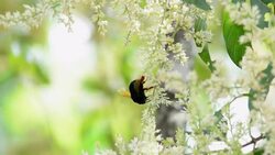 Beetle Stock Footage