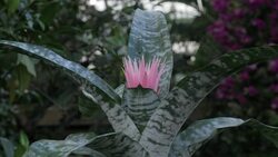 CLEAN : British botanists find unknown warty orchid species News Clip