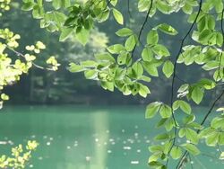 HD: Fresh Green Leaves Stock Footage