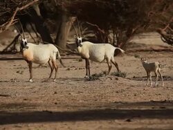 Arabian Oryx (Oryx leucoryx) male, female and young Stock Footage