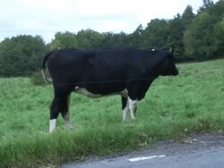 Cow's are loking at the camera Stock Footage