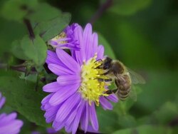 SLOW MOTION: Bee Stock Footage