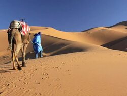 Male in Touareg robes leading camelsÃ‚Â  Erg Chebbi, Sahara Desert, Morocco, Africa Stock Footage