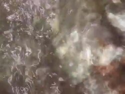 Mediterranean fauna Stock Footage