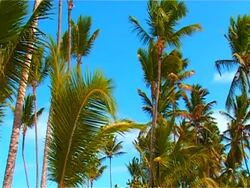Summer. Beach, palm tree, the blue sky,  cloud Stock Footage