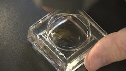 Minute traces of antidepressants which escape into water from human waste can make shrimp subdue their natural behavior raising their risk of being eaten by predators. (April 3) News Clip