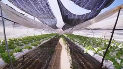 Hydroponic vegetable Stock Footage