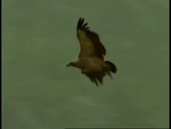 Indian Vulture (Gyps indicus) gliding over forest, Bandhavgarh National Park, India Stock Footage