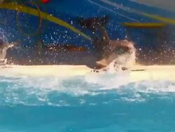 Dolphins in pool Stock Footage