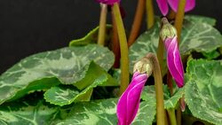 Cyclamen blooming in a time lapse video against black background.. Stock Footage