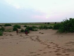 WS View of people riding camels in desert / Jaisalmer, Rajasthan, India Stock Footage