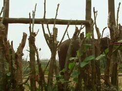 MS SLO MO Shot of two elephants passing slowly by small tree trunks with men riding on / Elephant park near Luang Prabang, Luang Prabang, Laos Stock Footage