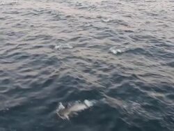 WS AERIAL HA SLO MO View of School of dolphins jumping in out of ocean at sunset / Newport Beach, California, United States Stock Footage