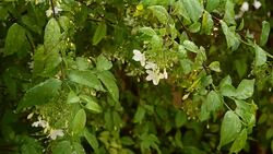 watering White Snowflake Flower or Wrightia antidysenterica Stock Footage