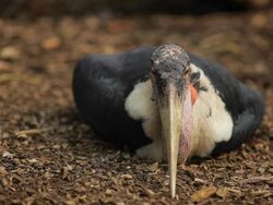 Marabou Stork Stock Footage