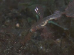 Ghost pipefish, reddish fringe, twists in close up. Indonesia  Stock Footage