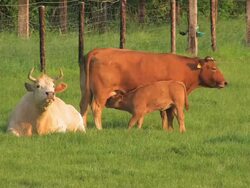 Cattle Stock Footage