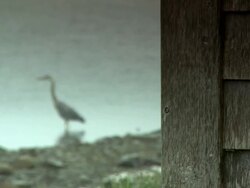 Heron on the seaside Stock Footage