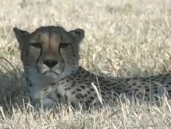 Cheetah (Acinonyx jubatus), Namibia Stock Footage