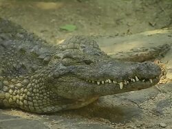 Block Shot Crocodile Mauritius Stock Footage